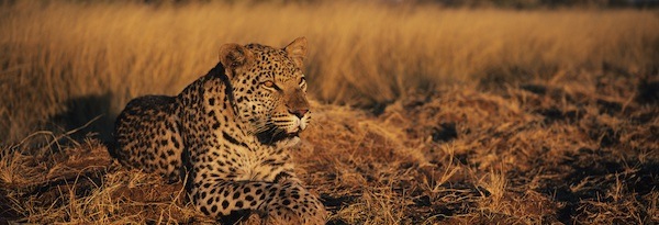 África