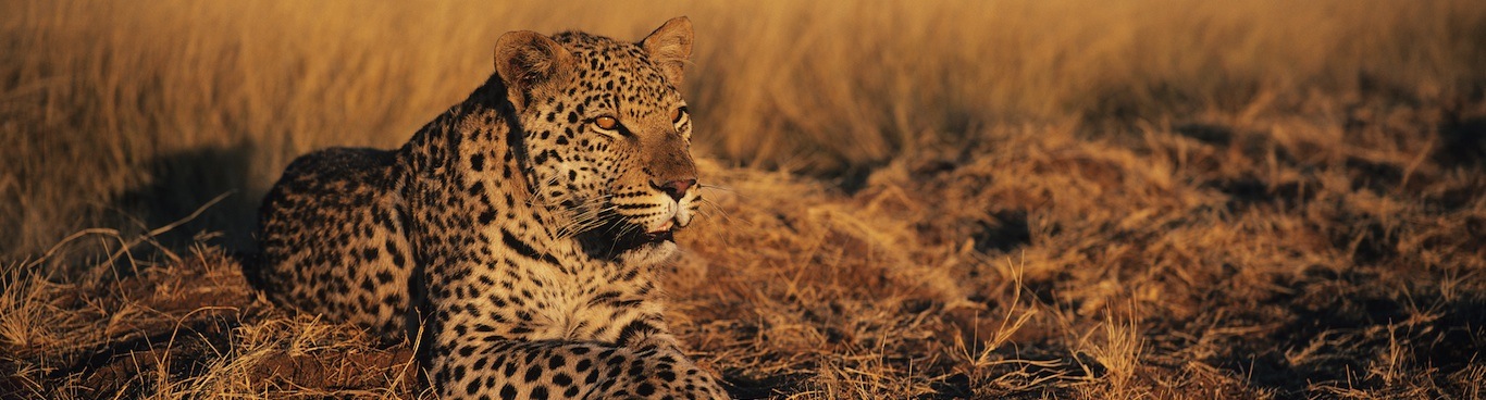 África